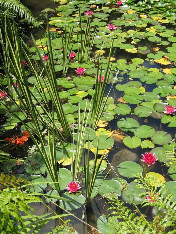 Rapaura Watergardens Bed & Breakfast Tapu Room photo