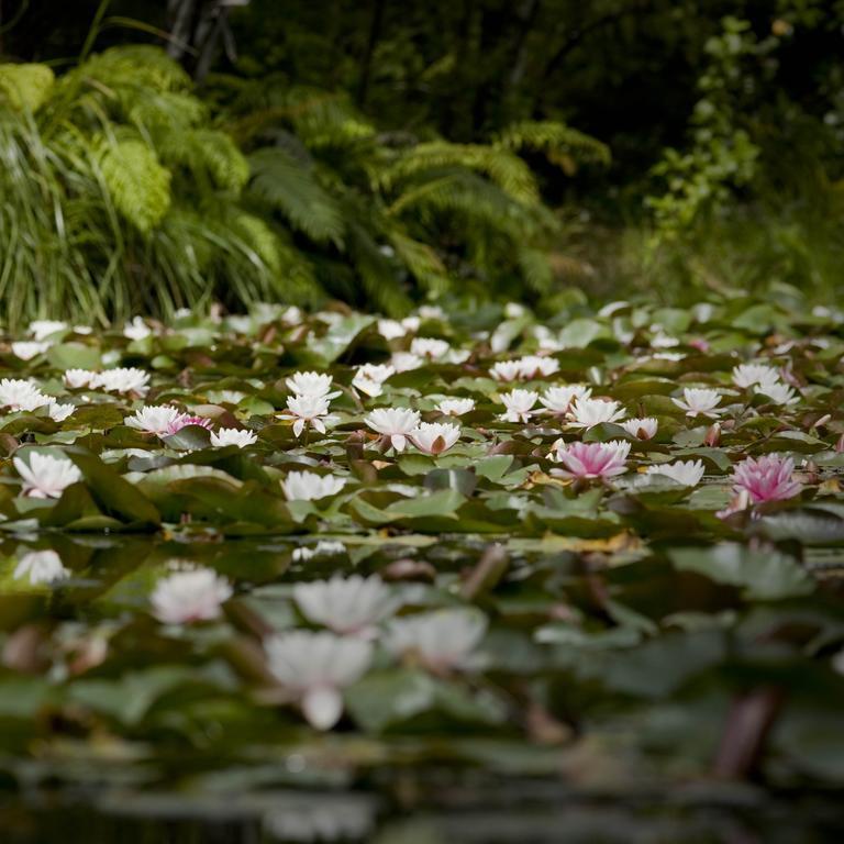 Rapaura Watergardens Bed & Breakfast Tapu Exterior photo